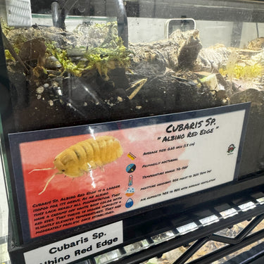 Cubaris Sp. Albino Red Edge Isopod Bin Label